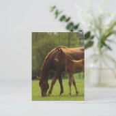 Carte Postale Mare et Foie Thoroughbred 2 (Debout devant)