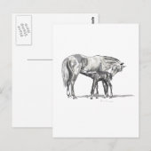 Carte Postale Mare et poulain (Devant / Derrière)