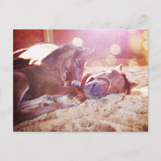 Carte Postale Mare et poulain