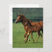 Carte Postale Mare et poulain à bec thoroughbred 3 (Devant / Derrière)