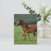Carte Postale Mare et poulain à bec thoroughbred 3 (Debout devant)