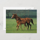 Carte Postale Mare et poulain à bec thoroughbred 3 (Devant / Derrière)