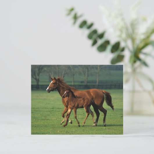 Carte Postale Mare et poulain à bec thoroughbred 3 (Debout devant)