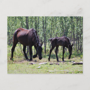 Carte Postale Mare et poulain parfaitement synchronisés