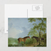 Carte Postale Mare et Stallion dans un paysage (Devant / Derrière)