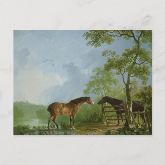 Carte Postale Mare et Stallion dans un paysage (Devant)