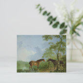 Carte Postale Mare et Stallion dans un paysage (Debout devant)