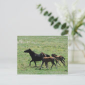 Carte postale - Mare & Foals en marche (Debout devant)