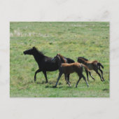 Carte postale - Mare & Foals en marche (Devant)