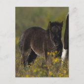 Carte Postale Mare miniature et Foal dans les fleurs (Devant)