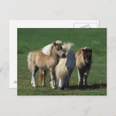 Carte Postale Mare miniature et Foies 1 (Devant / Derrière)