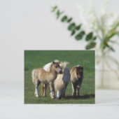Carte Postale Mare miniature et Foies 1 (Debout devant)