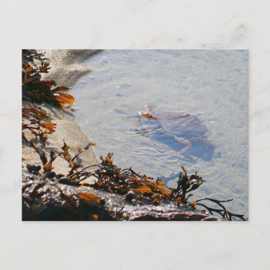 Carte Postale Mare résiduelle à Sand Beach (Devant)