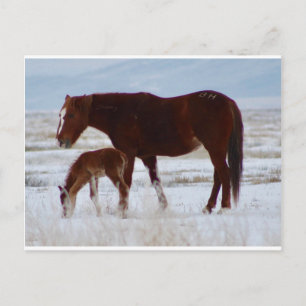 Carte Postale Mare sauvage avec bébé dans le désert de l'Utah en