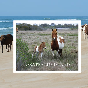 Carte Postale Mare sauvage et poulain, Assateague National Seash