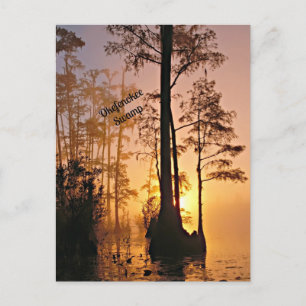Carte Postale Marécage d'Okefenokee