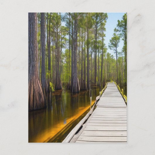 Carte Postale Marécage d'Okefenokee (Devant)