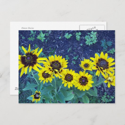 Carte Postale Marées Denver (Devant / Derrière)