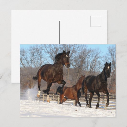 Carte Postale Mares d'Oldenburg et de Hanoverian en neige (Devant / Derrière)