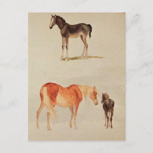 Carte Postale Mares et poulains (Devant)
