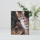 Carte Postale Margay (Felis wiedi) (Debout devant)