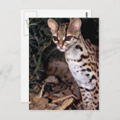 Carte Postale Margay (Felis wiedi) (Devant / Derrière)