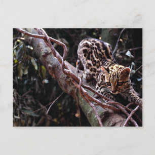 Carte Postale Margay (Felis wiedi) dans l'arbre