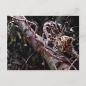 Carte Postale Margay (Felis wiedi) dans l'arbre (Devant)