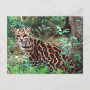 Carte Postale Margay, Leopardus wiedi, Natif du Mexique vers