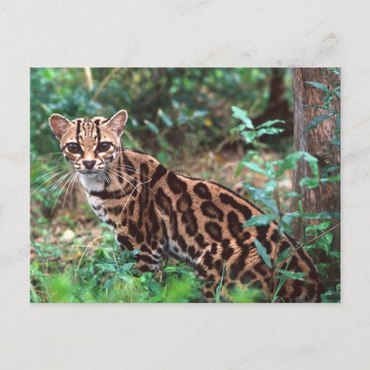 Carte Postale Margay, Leopardus wiedi, Natif du Mexique vers (Devant)