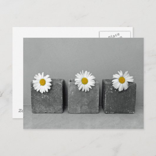 Carte Postale Margeriten (Devant / Derrière)