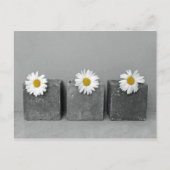 Carte Postale Margeriten (Devant)