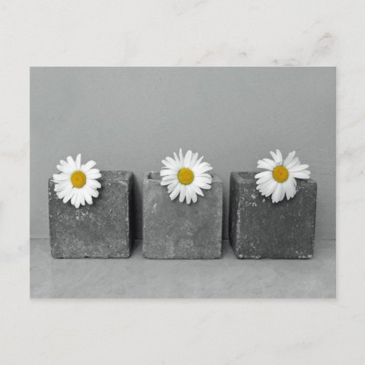 Carte Postale Margeriten (Devant)