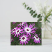 Carte Postale marguerite (Debout devant)