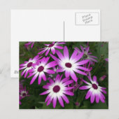 Carte Postale marguerite (Devant / Derrière)