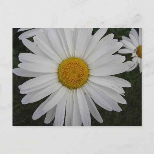 Carte Postale Marguerite (Devant)
