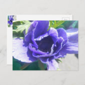 Carte Postale Marguerite (Devant / Derrière)