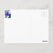 Carte Postale Marguerite (Dos)