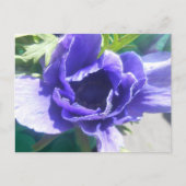 Carte Postale Marguerite (Devant)