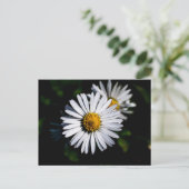 Carte Postale marguerite (Debout devant)