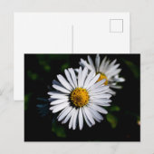 Carte Postale marguerite (Devant / Derrière)