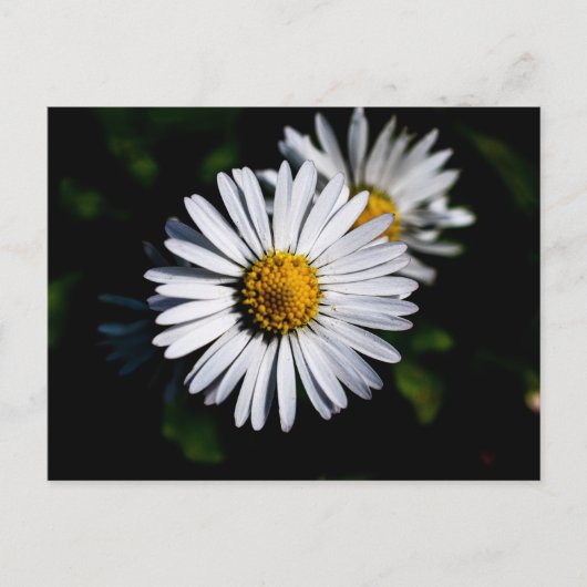 Carte Postale marguerite (Devant)