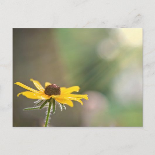 Carte Postale Marguerite à œil noir (Devant)