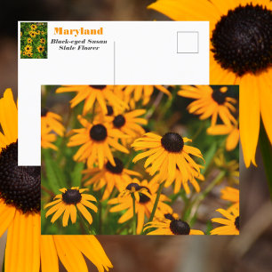 Carte Postale Marguerite à œil noir Fleur de l'État du Maryland