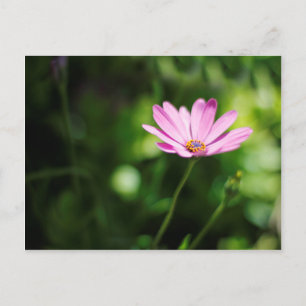 Carte Postale marguerite africaine