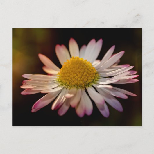 Carte Postale Marguerite commune (Devant)