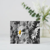 Carte Postale Marguerite jaune dans une mer de marguerites noire (Debout devant)