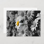 Carte Postale Marguerite jaune dans une mer de marguerites noire (Devant / Derrière)