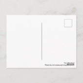 Carte Postale Marguerite jaune dans une mer de marguerites noire (Dos)