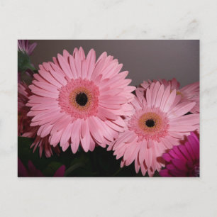 Carte Postale marguerite rose